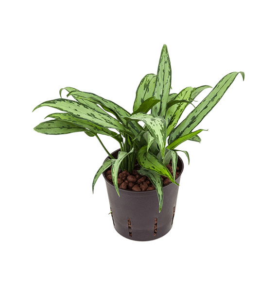Aglaonema 'Cutlass' 2AGCUBP10