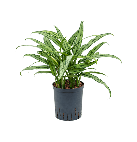 Aglaonema 'Cutlass' 1AGCUBP20
