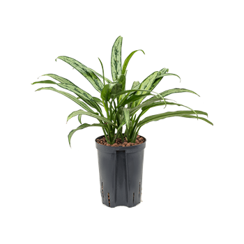 Aglaonema 'Cutlass' 1AGCUBP10