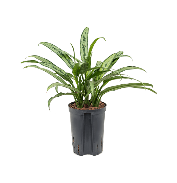 Aglaonema 'Cutlass' 1AGCUBP10
