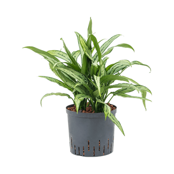 Aglaonema 'Cutlass' 1AGCUBU22