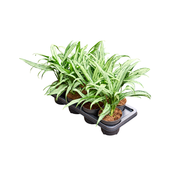 Aglaonema 'Cutlass' 7/tray 4AGCUTU14