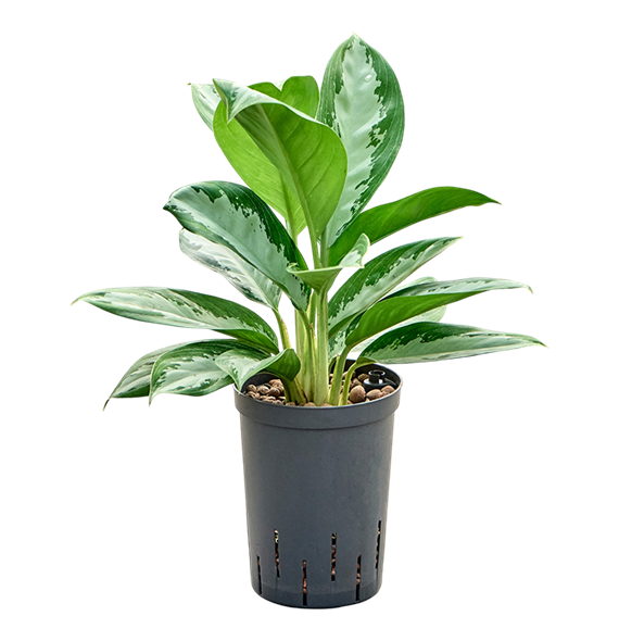Aglaonema 'Diamond bay' 1AGDBTU15