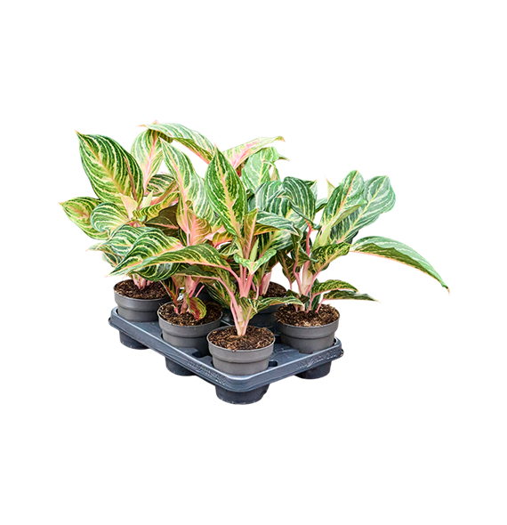 Aglaonema 'Dreamcatcher' 6/tray 4AGDRBP01