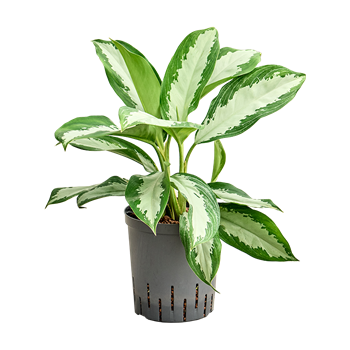 Aglaonema 'Diamond bay' 1AGDBTU18