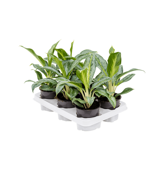 Aglaonema 'Emerald Stone' 6/tray 4AGESBP12