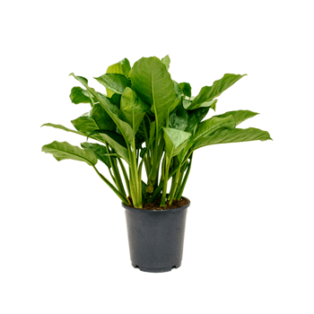 Aglaonema 'Freedman' 4AGFRBU24