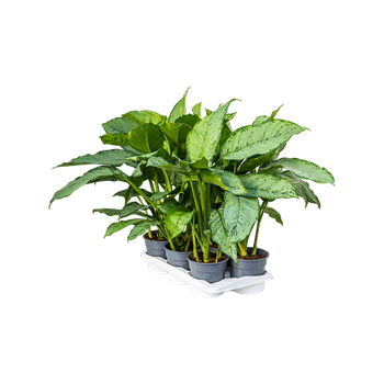 Aglaonema 'Freedman' 6/tray 4AGFRBU17