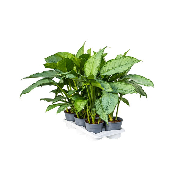 Aglaonema 'Freedman' 6/tray 4AGFRBU17