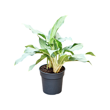 Aglaonema 'Ghost' 4AGGHBU19