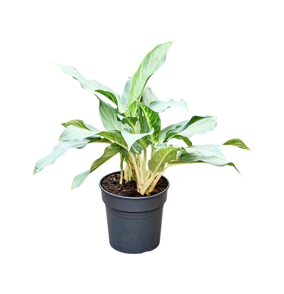 Aglaonema 'Ghost' 4AGGHBU19