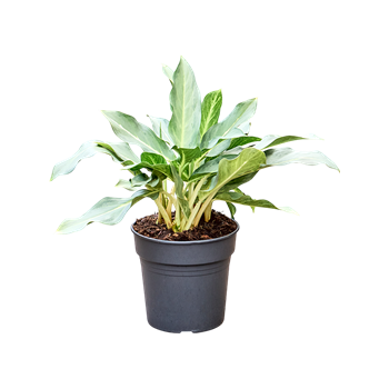 Aglaonema 'Ghost' 4AGGHBU24