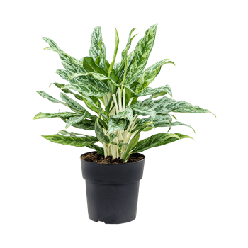 Aglaonema 'Greyhound' 4AGGRBU19