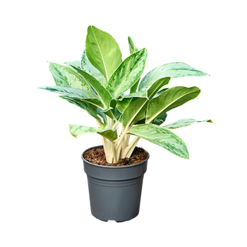 Aglaonema 'Horizon' 4AGHOBU19