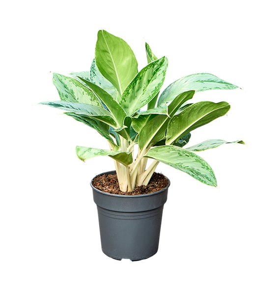 Aglaonema 'Horizon' 4AGHOBU19