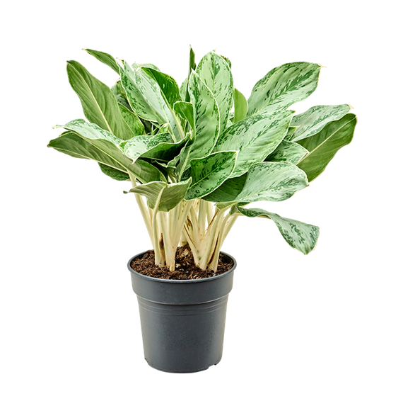 Aglaonema 'Horizon' 4AGHOBU24