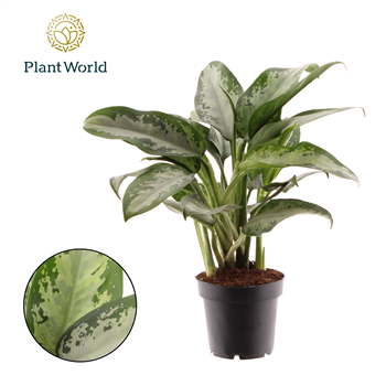 Aglaonema 'Jubilee' F00006518