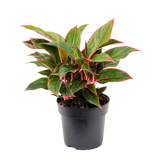 Aglaonema 'Jungle Red' 4AGJRBU19