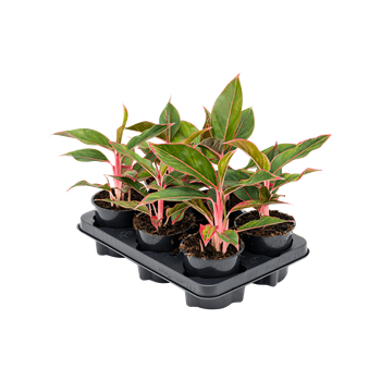 Aglaonema 'Jungle Red' 6/tray 4AGJRBP12