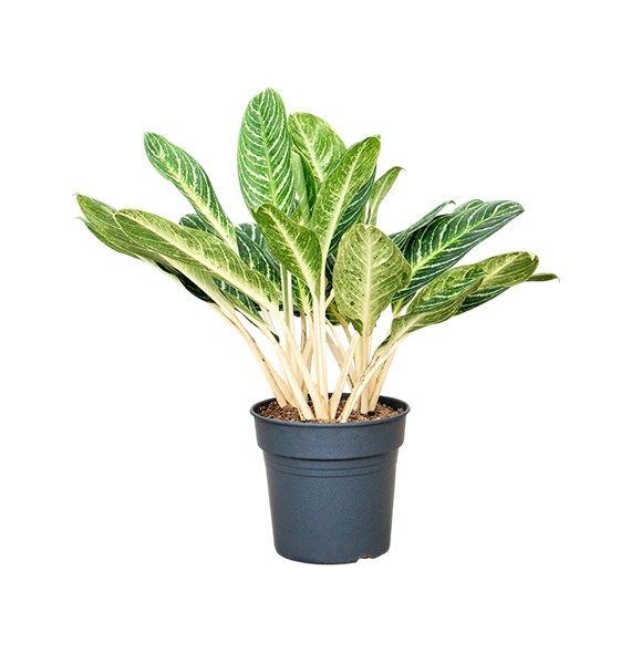 Aglaonema 'Key Lime' 4AGKLTU10