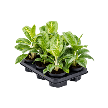 Aglaonema 'Lemon Mint' 6/tray 4AGLMBP12