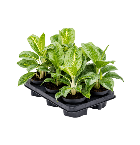 Aglaonema 'Lemon Mint' 6/tray 4AGLMBP12