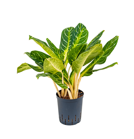 Aglaonema 'Key lime' 1AGKETU10