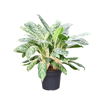 Aglaonema 'Madonna' (70-80) 4AGMABU29