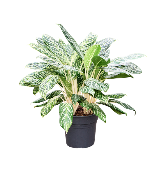 Aglaonema 'Madonna' (70-80) 4AGMABU29