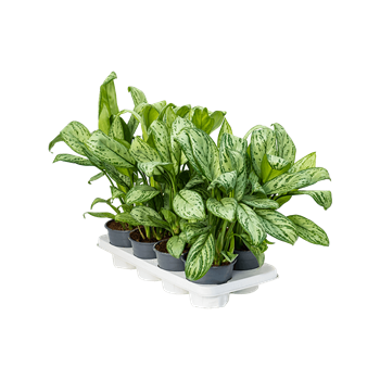 Aglaonema 'Maria Christina' 8/tray 4AGMCBU01