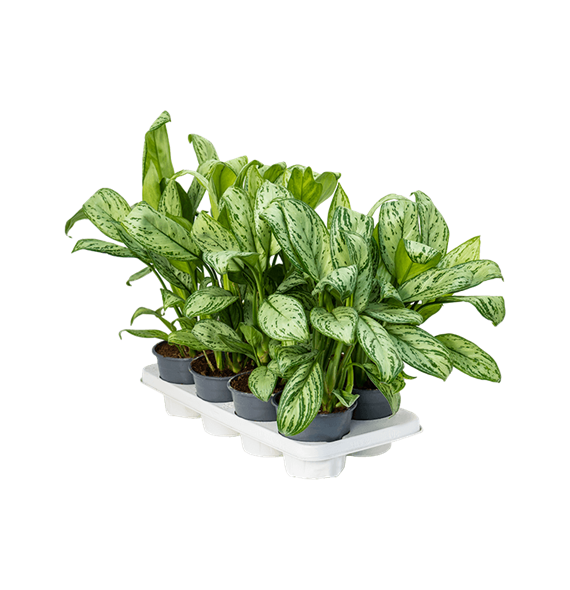 Aglaonema 'Maria Christina' 8/tray 4AGMCBU01