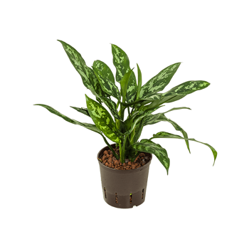 Aglaonema 'Maria' 2AGMABP10
