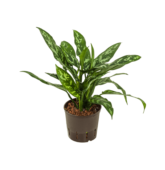 Aglaonema 'Maria' 2AGMABP10
