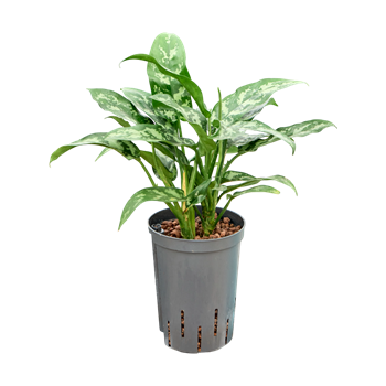 Aglaonema 'Maria' 1AGMABP10