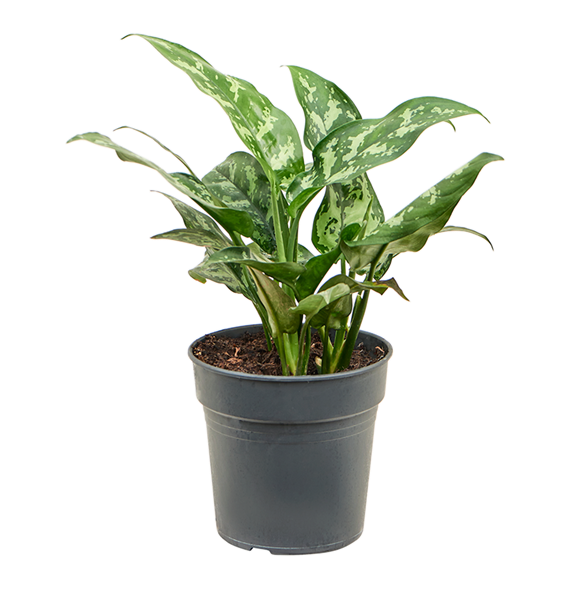 Aglaonema 'Maria' 4AGMABU09