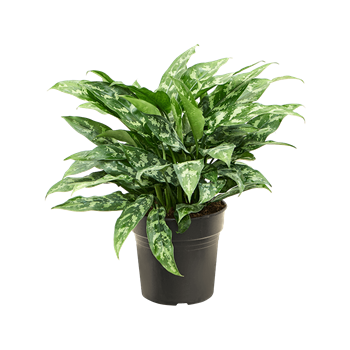 Aglaonema 'Maria' 4AGMABU01