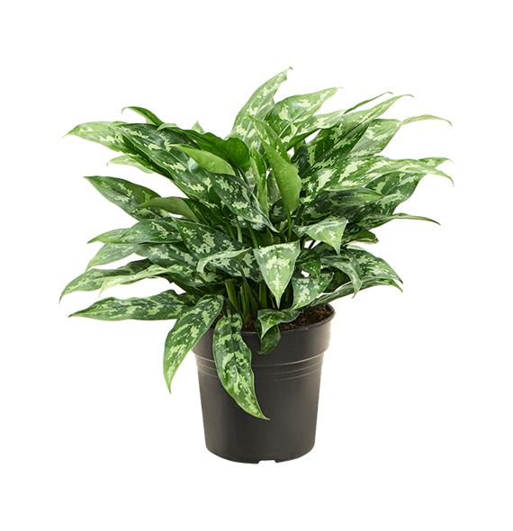 Aglaonema 'Maria' 4AGMABU01