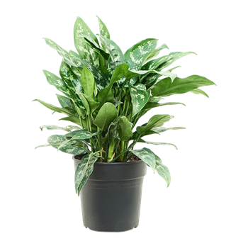Aglaonema 'Maria' (50-60) 4AGMABU28