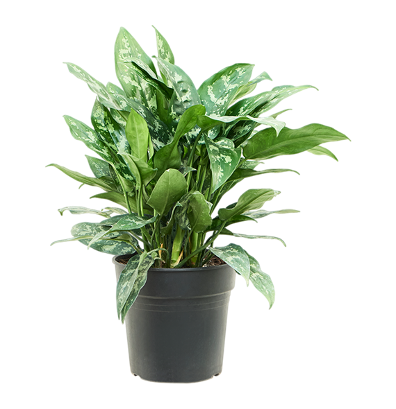 Aglaonema 'Maria' (50-60) 4AGMABU28