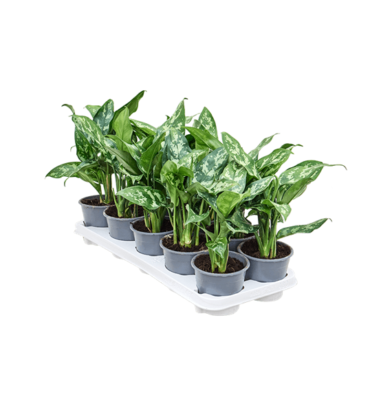 Aglaonema 'Maria' 10/tray 4AGMABP05