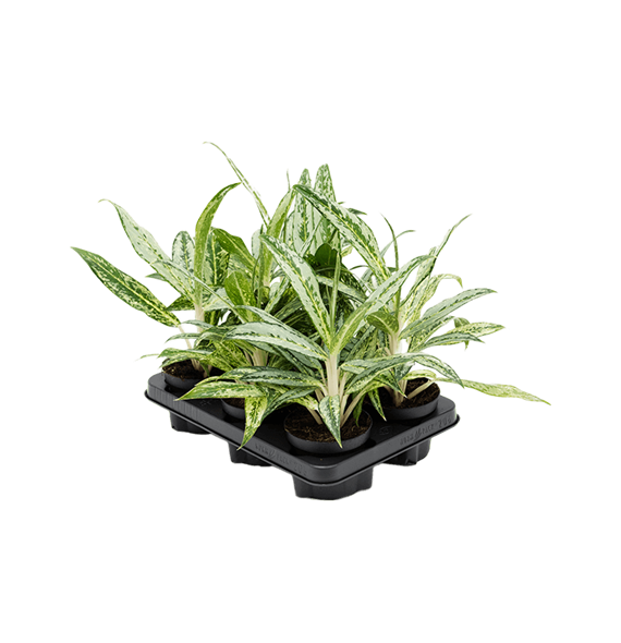 Aglaonema 'Matcha Lemon' 6/tray 4AGMLBP12