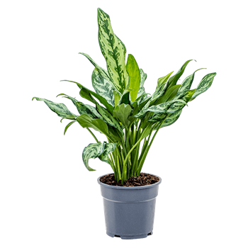 Aglaonema 'Miss Julliette' 4AGMJBP17