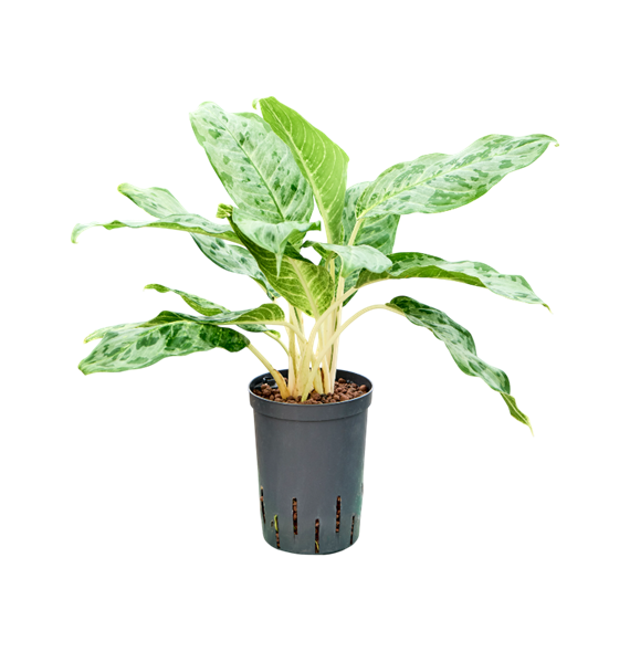 Aglaonema 'Pavo real' 1AGPRTU15