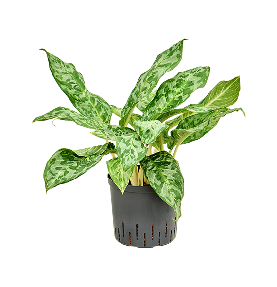 Aglaonema 'Pavo real' 1AGPRTU22