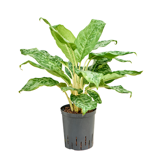 Aglaonema 'Pavo real' 1AGPRTU18