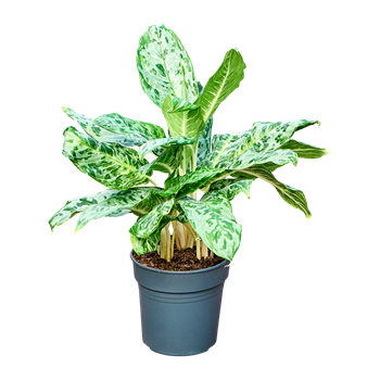 Aglaonema 'Peacock' F00005140