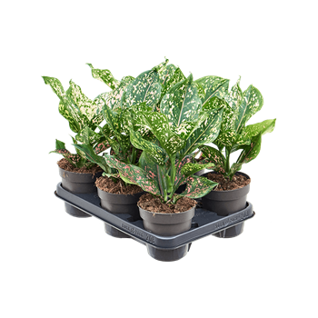 Aglaonema 'Pink Leopard' 6/tray 4AGPLBP12