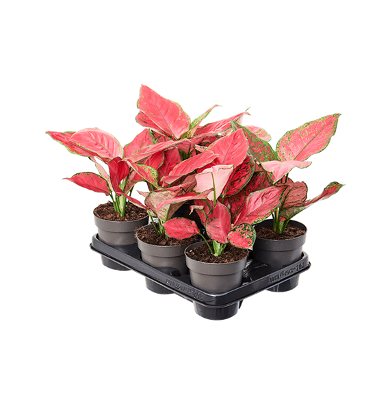 Aglaonema 'Red Joy' 6/tray 4AGRJBP12