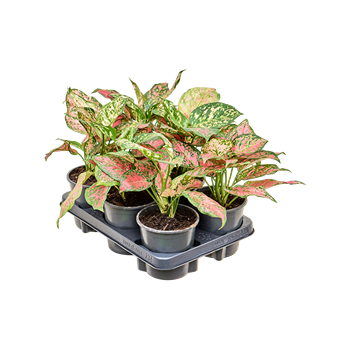 Aglaonema 'Red Valentine' 6/tray 4AGRVBP13