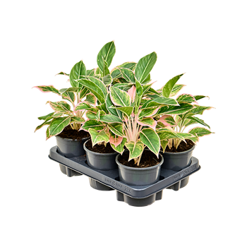 Aglaonema 'Siam Pink' 6/tray 4AGSPBP13